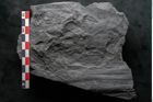 Foto (Detailansicht) von Noeggerathia palmaeformis Goeppert (NHMW-GEO-2024-0188-10738)